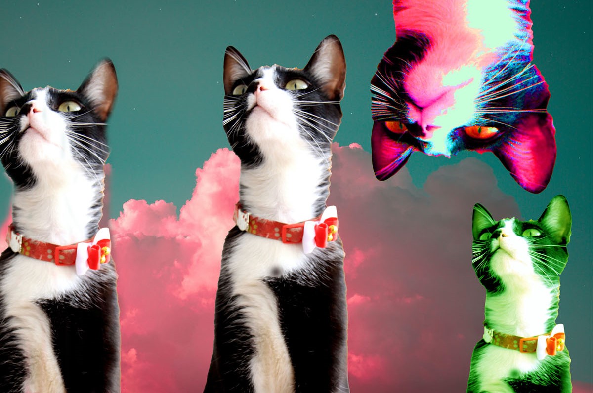 'MysticalCat' I call him Hugo. He likes to jump through dimensionl portals.
